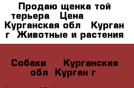 Продаю щенка той-терьера › Цена ­ 5 000 - Курганская обл., Курган г. Животные и растения » Собаки   . Курганская обл.,Курган г.